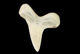 Cretaceous Cretoxyrhina Shark Tooth - Kansas #93793-1